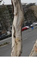 tree bark 0001